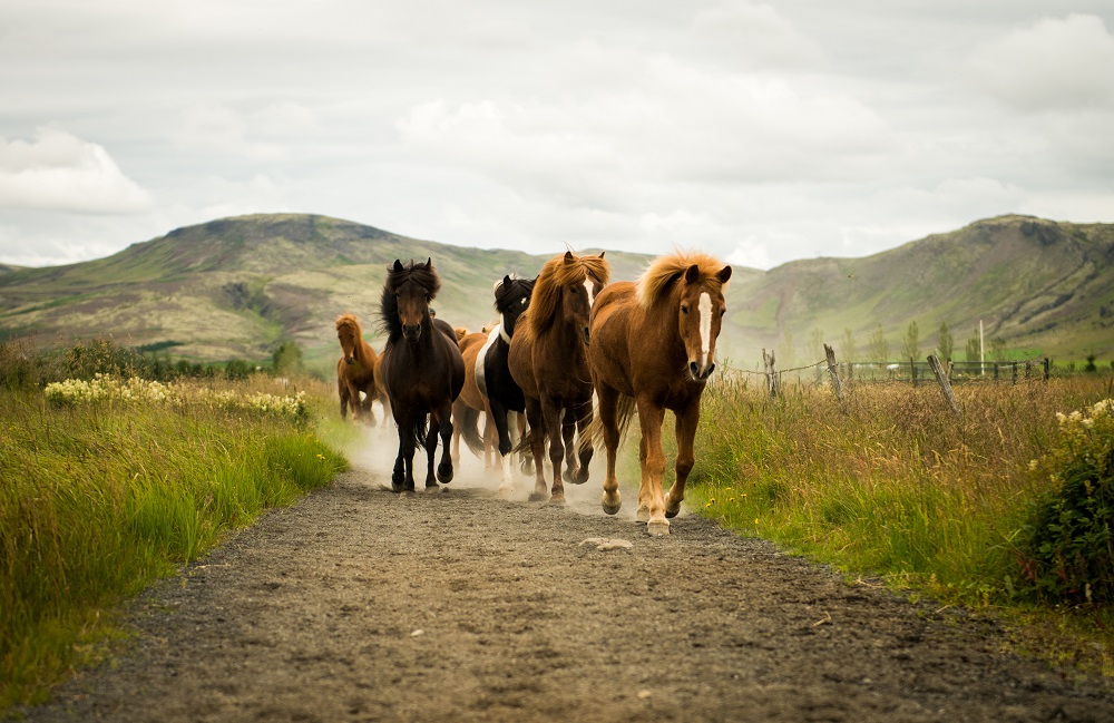 IJslandse-paarden.jpg
