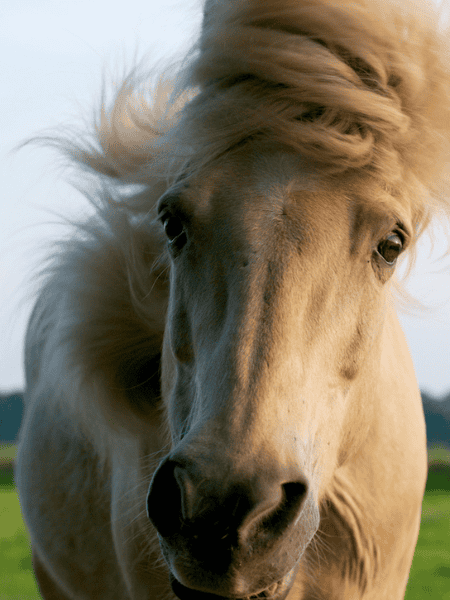 Welke zorg heeft een ouder paard nodig